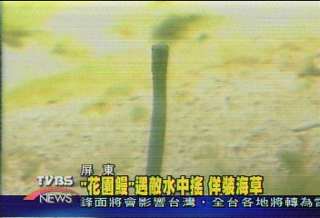 「花園鰻」遇敵水中搖 佯裝海草