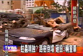 蛀蟲啃蝕?路樹倒塌 砸毀3輛警車