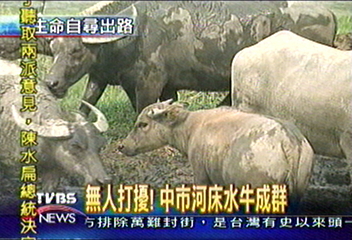 無人打擾！中市河床水牛繁殖成群