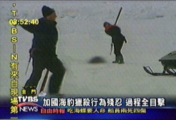 加國海豹獵殺行為殘忍　過程全目擊