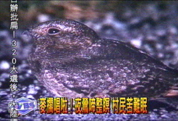 麥擱唱啦！夜鷹啼整瞑　村民苦難眠