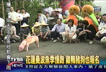 花蓮曼波魚季慢跑　雞鴨豬狗也報名