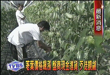 荖葉價格飆漲　盤商現金進貨　歹徒覬覦