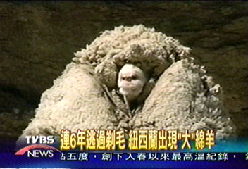 連6年逃過剃毛 紐西蘭出現「大」綿羊