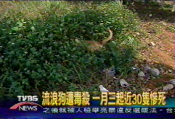 流浪狗遭毒殺 一月三起近30隻慘死