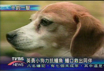 英勇小狗力抗鱷魚 鱷口救出同伴