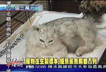 捨不得寵物往生　寵物標本正熱門