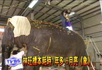 林旺標本耗時1年多 6月亮「象」