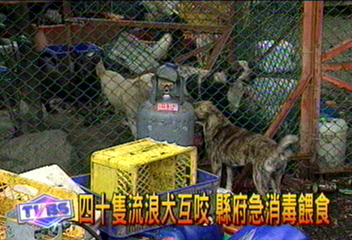 收養流浪犬 狗咬狗惡臭 遭鄰居告