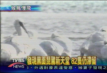 發現黑面琵鷺新天堂 82隻仍滯留