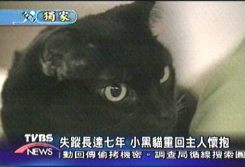 〈獨家〉失蹤長達7年 小黑貓重回主人懷抱