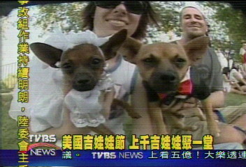 美國吉娃娃節 上千吉娃娃聚一堂