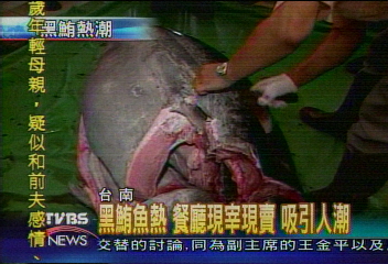 黑鮪魚熱 餐廳現宰現賣 吸引人潮
