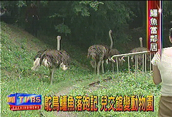 鴕鳥鱷魚落跑記　兒博館變動物園