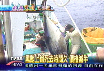 【追逐黑鮪魚五部曲】（4）漁船乘風破浪　黑夜追逐黑鮪