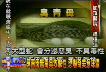 臭青母無毒具攻擊性　恐嚇奇美意味濃