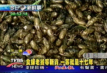 17年一次 北美洲防「蟬患」為害