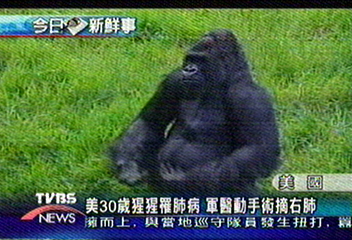 美30歲猩猩罹肺病 軍醫動手術摘右肺