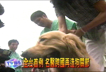 全台首例　名醫跨國再造狗關節