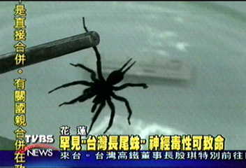 罕見「台灣長尾蛛」　神經毒性可致命