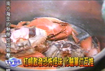 紅蟳散發恐怖怪味 化驗單位互推