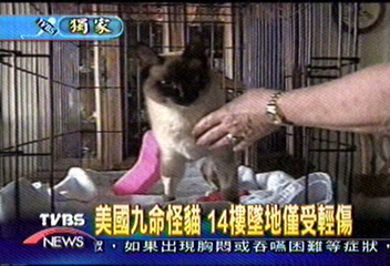 〈獨家〉美國九命怪貓 14樓墜地僅受輕傷
