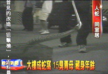 大樓成蛇窩　15臭青母　藏身年餘
