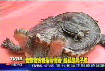 我跟我媽都是兩個頭！　雙頭龜母子檔