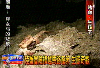 陸蟹冒險橫越馬路產卵　生態奇觀