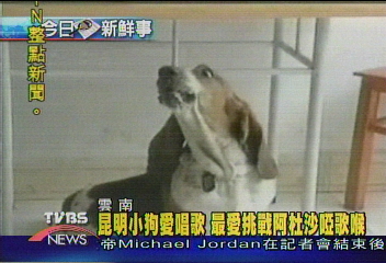昆明小狗會唱歌　最愛台灣歌手