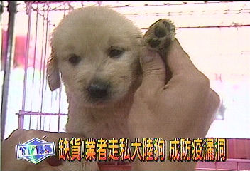 缺貨！業者走私大陸狗　成防疫漏洞