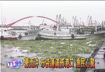豪雨沖 布袋蓮滿佈港口 漁民心驚