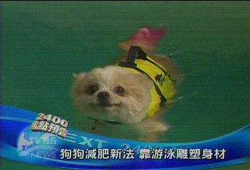 狗狗減肥新法 學游泳雕塑身材