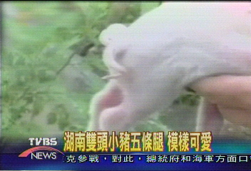 湖南雙頭小豬5條腿 模樣可愛