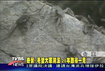 奇景！　毛蟹大軍溯溪　20年難得一見
