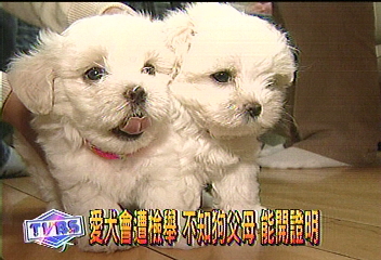 中國愛犬協會 遭檢舉賣假血統證明