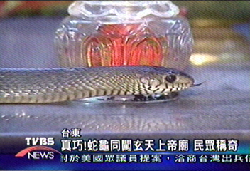 真巧！蛇龜同闖玄天上帝廟　民眾稱奇