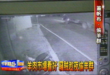 羊肉市場看好 竊賊趁夜偷羊群