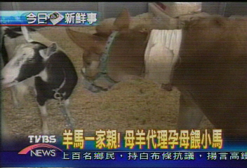 小鴨受困下水道　搶救小鴨全目擊