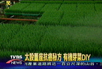 只要幾百元 DIY種抗癌有機芽菜