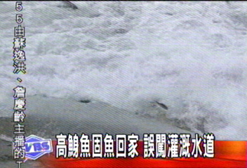 高身鯝魚回家 誤闖灌溉水道