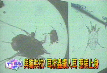 與貓共枕！耳疥蟲鑽人耳　惹病上身