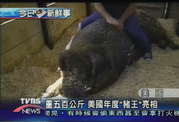重500公斤 美國年度「豬王」亮相