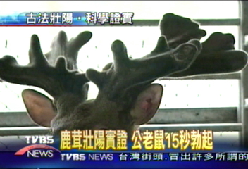 鹿茸壯陽實證　公老鼠15秒勃起