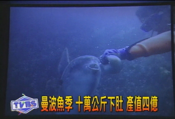 曼波魚季 10萬公斤下肚 產值4億