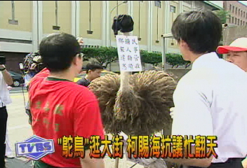 「鴕鳥」逛大街　柯賜海抗議忙翻天