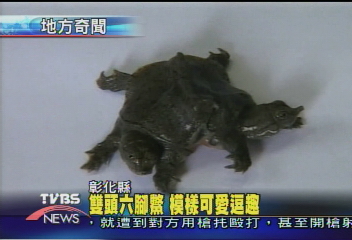 雙頭六腳鱉 模樣可愛逗趣