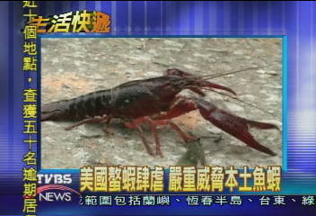 美國螯蝦肆虐 嚴重威脅本土魚蝦