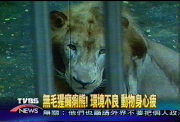 無毛猩癩痢熊!環境不良 動物身心疲
