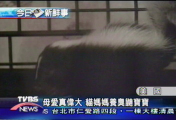 母愛真偉大　貓媽媽養臭鼬寶寶